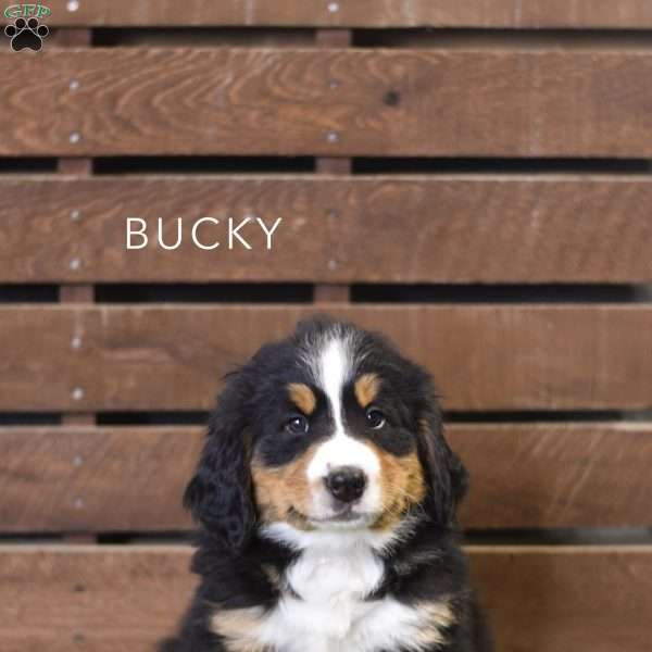 Bucky, Bernese Mountain Dog Puppy